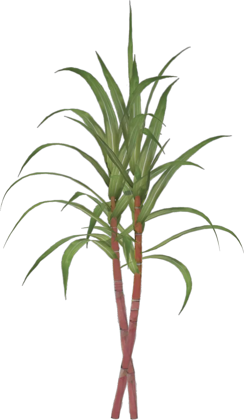 Illustration Sugar Cane Png