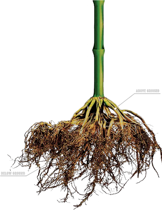 3 How It Works Corn Plant Roots Png