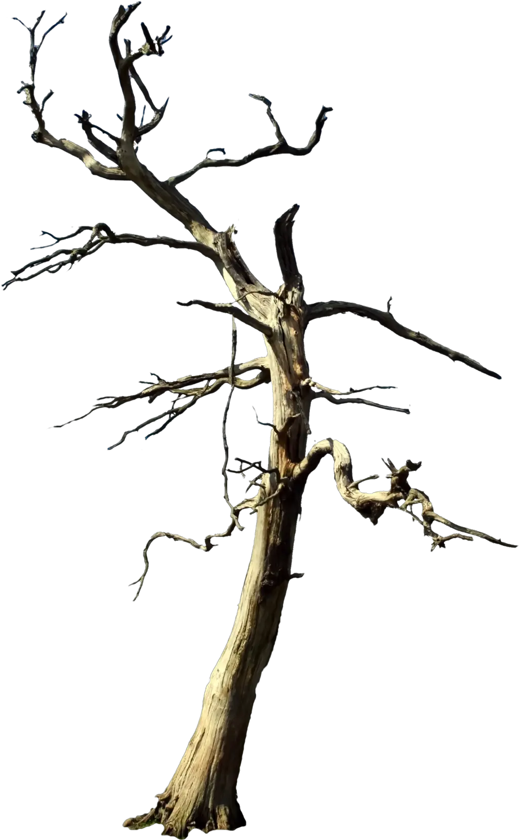 tree deadtree Forest nature foreground background Dead Purple Tree No Background
