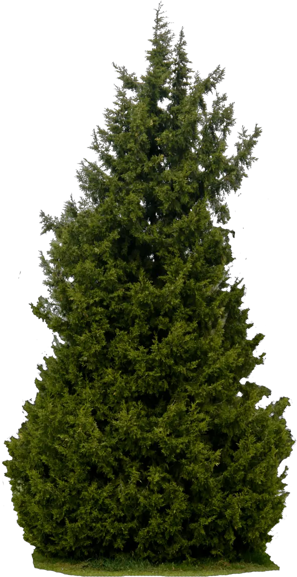 Realistic Tree Transparent Background Png Bushes Png And Trees