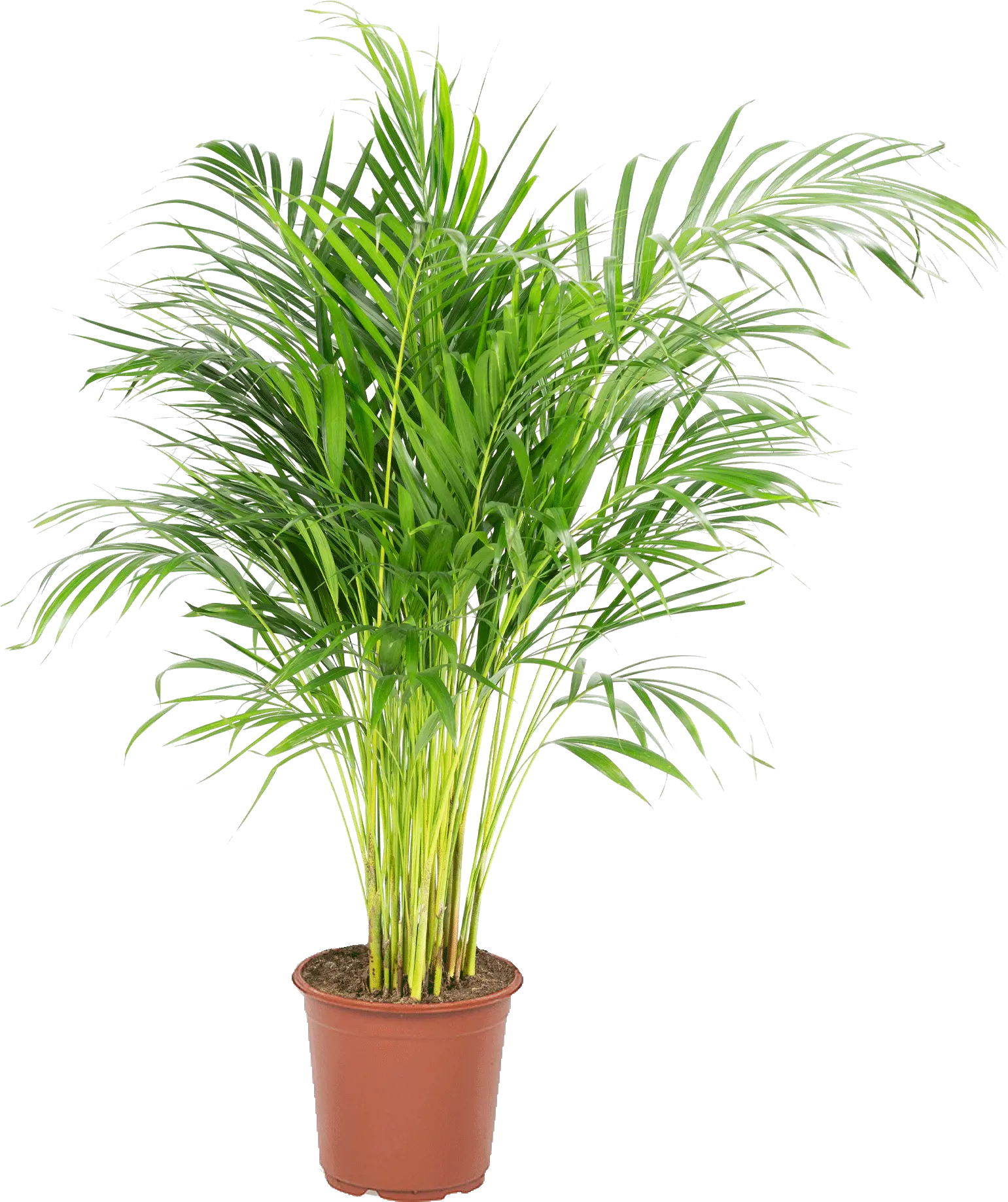 Palmier Areca Dypsis Lutescens Areca Palm Home Depot