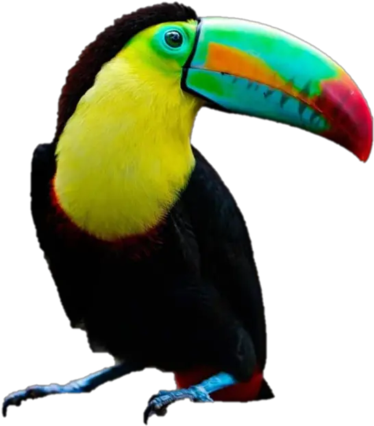Toucan Png