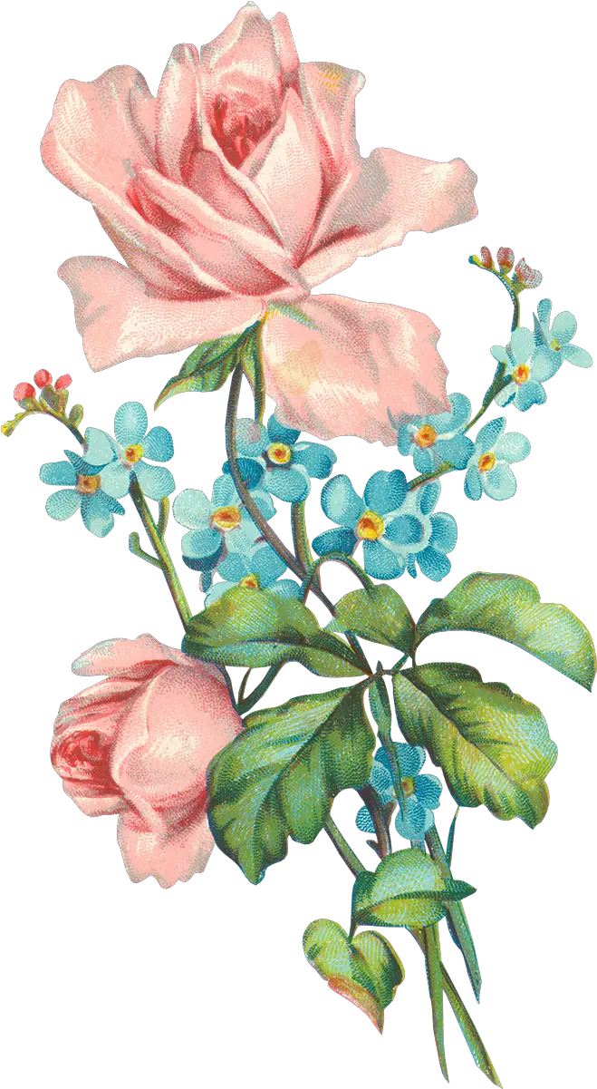 Transparent Vintage Roses Png Old Rose Flower Png