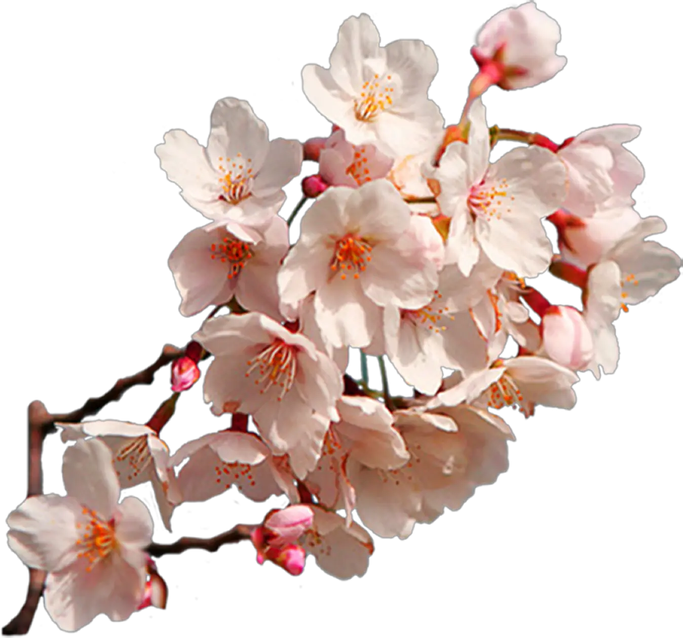 Transparent Sakura Flower Clipart Cherry Blossom Sakura Png