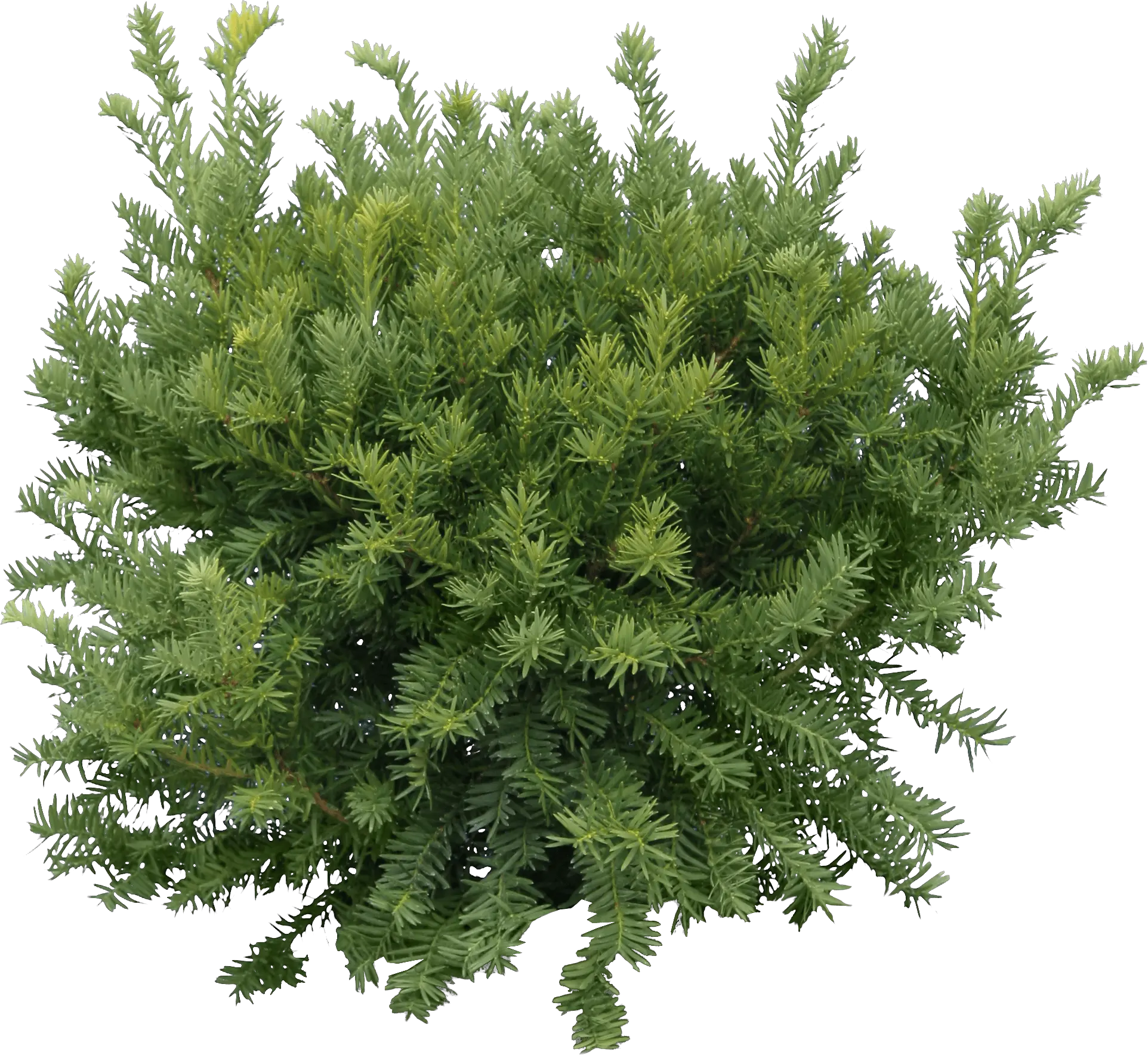 Bush Fir Tree Green Tree Png