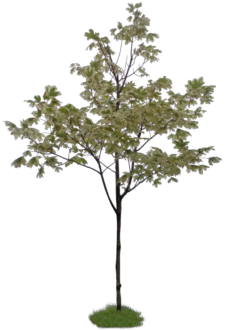 Photoshop Little Tree