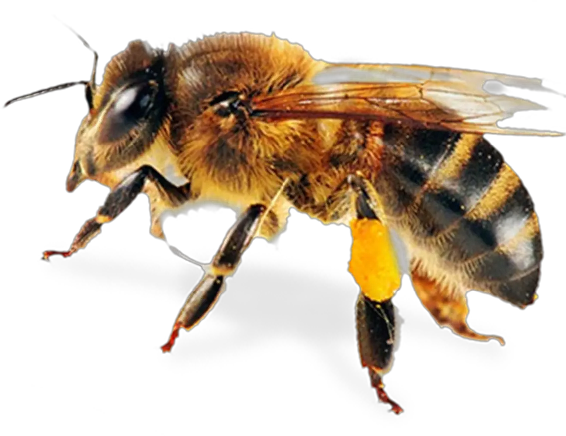 Transparent Pest Png Honey Bee Png