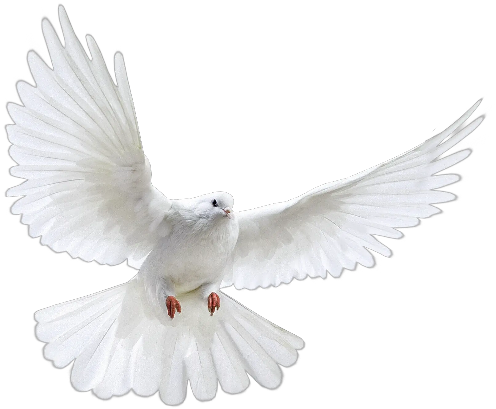 White Flying Pigeon Png Image Nipsey Hussle Angel Wings