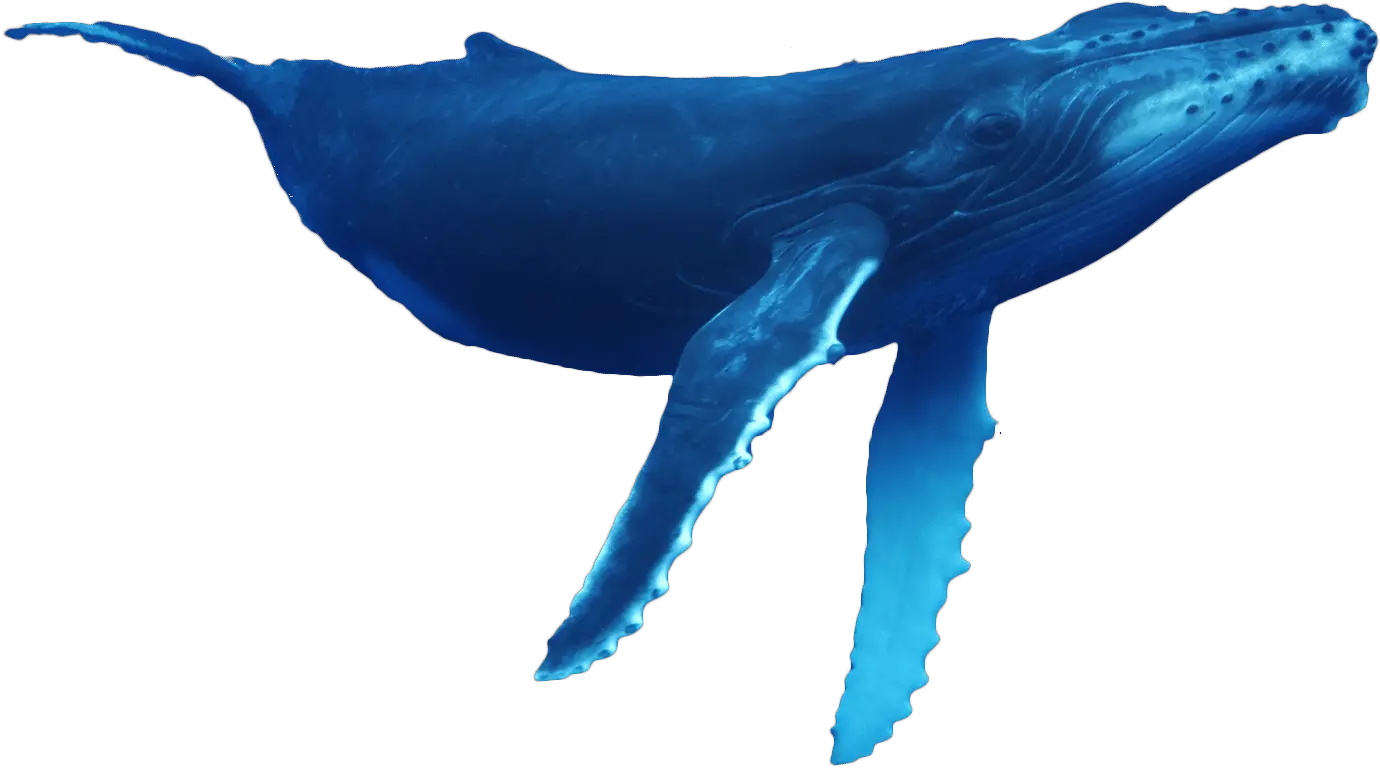 Humpback-whale Whale Png