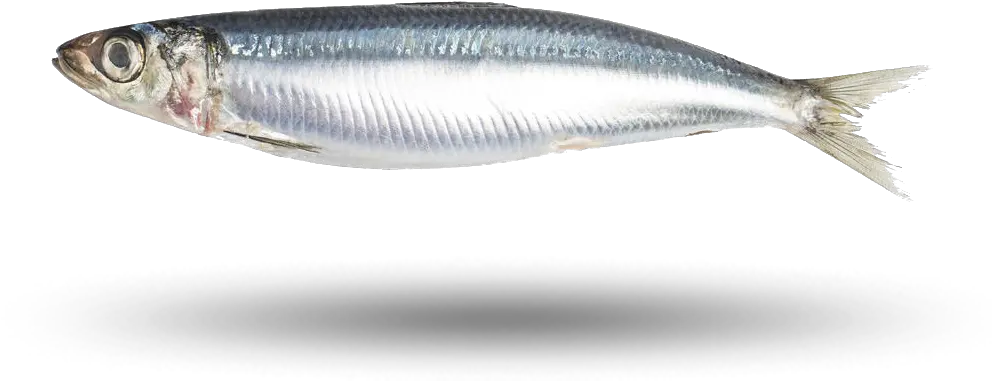 Sardine Png 沒 刺 的 魚