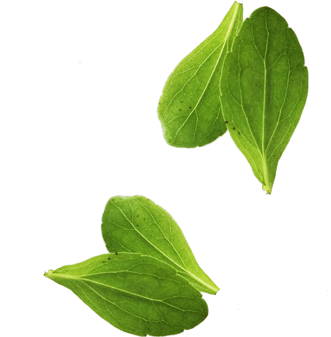 Leaf Vegetable Basil Leaf Vegetable Basil Leaves Png