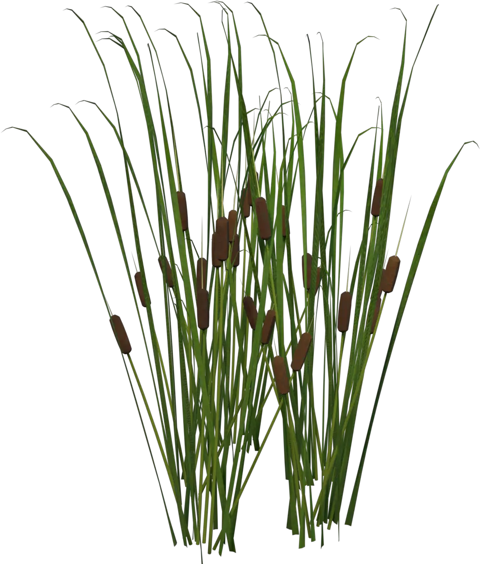 Transparent Cattail Png Cat Tail Plant Png