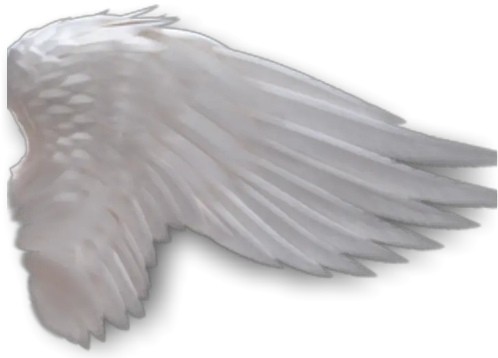Angel Wings Anime Side View Download Side View Angel Wing Transparent Background