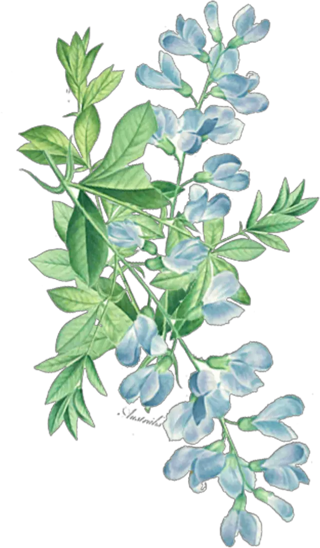 ftestickers watercolor floral leaves greenery Watercolor Leaf Corner Png