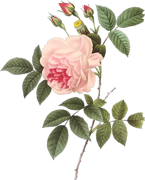 Vintage Rose Botanical Illustration Pierre Joseph Redoute Roses Png