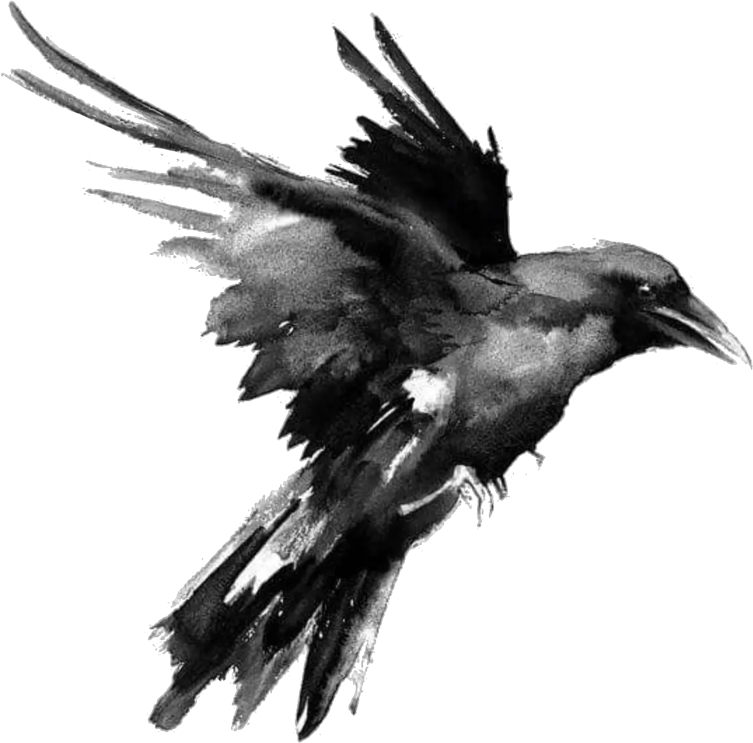 Raven Png Black And White Ravens