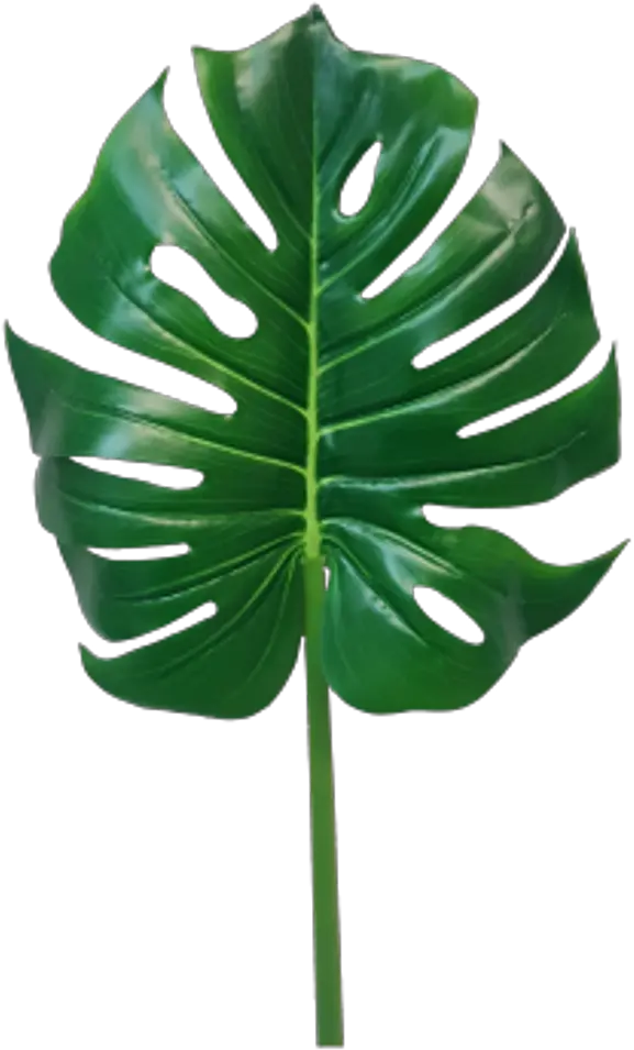 Jungle Leaves Png -monstera Leaf Png Monstera Leaf Transparent