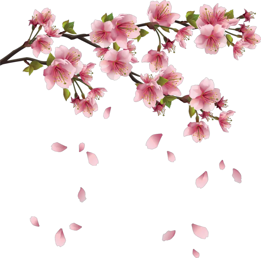 Cherry Blossoms Png Transparent Sakura Flower Png