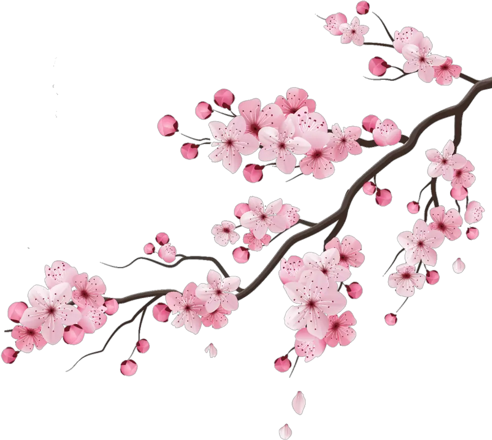 Cherry Blossom Gif Transparent