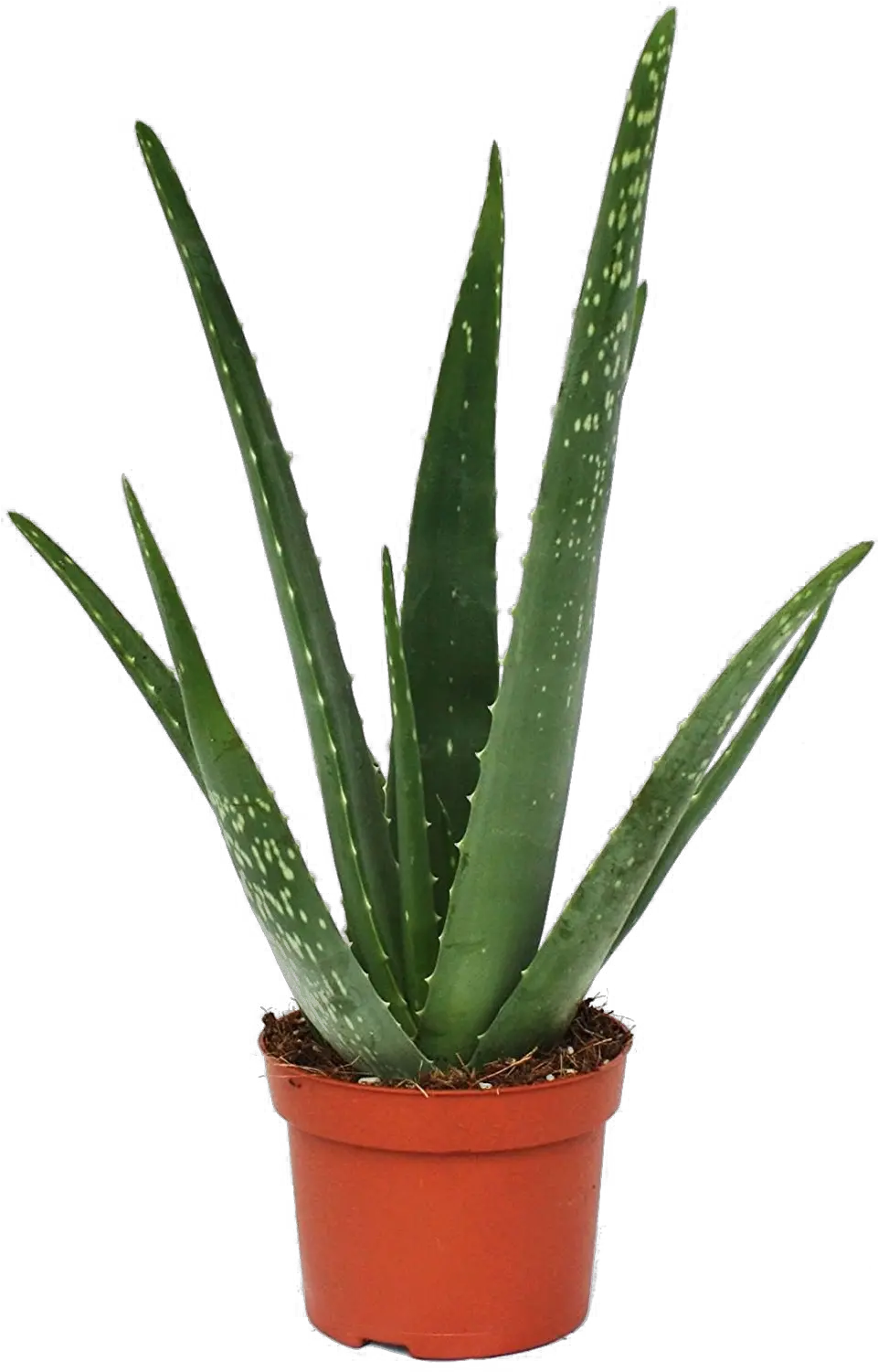 Aloe Vera Plant Png Image Background Aloe Vera Plant