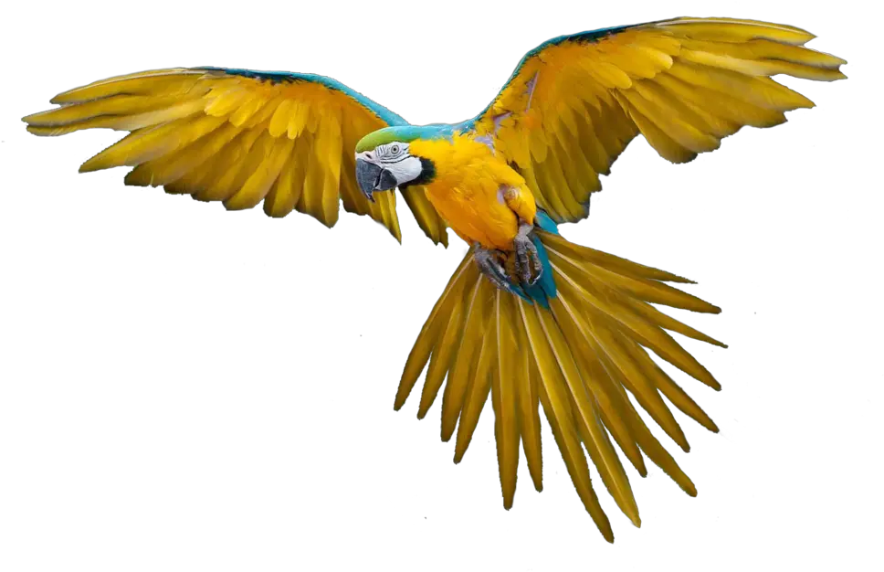Colorful Flying Birds Png Bird Png