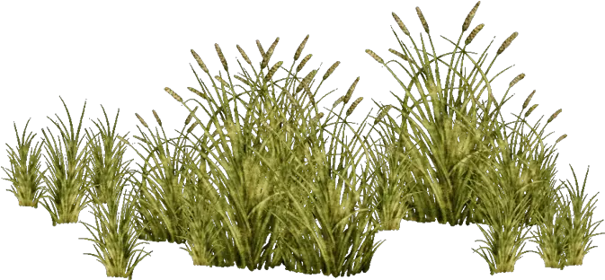 E-1422684254 Grasses Png