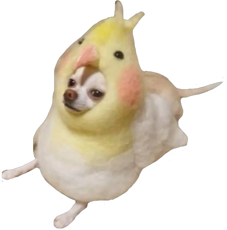 dog meme memes doggo kawaii bird birb derp Kawaii Dog Meme