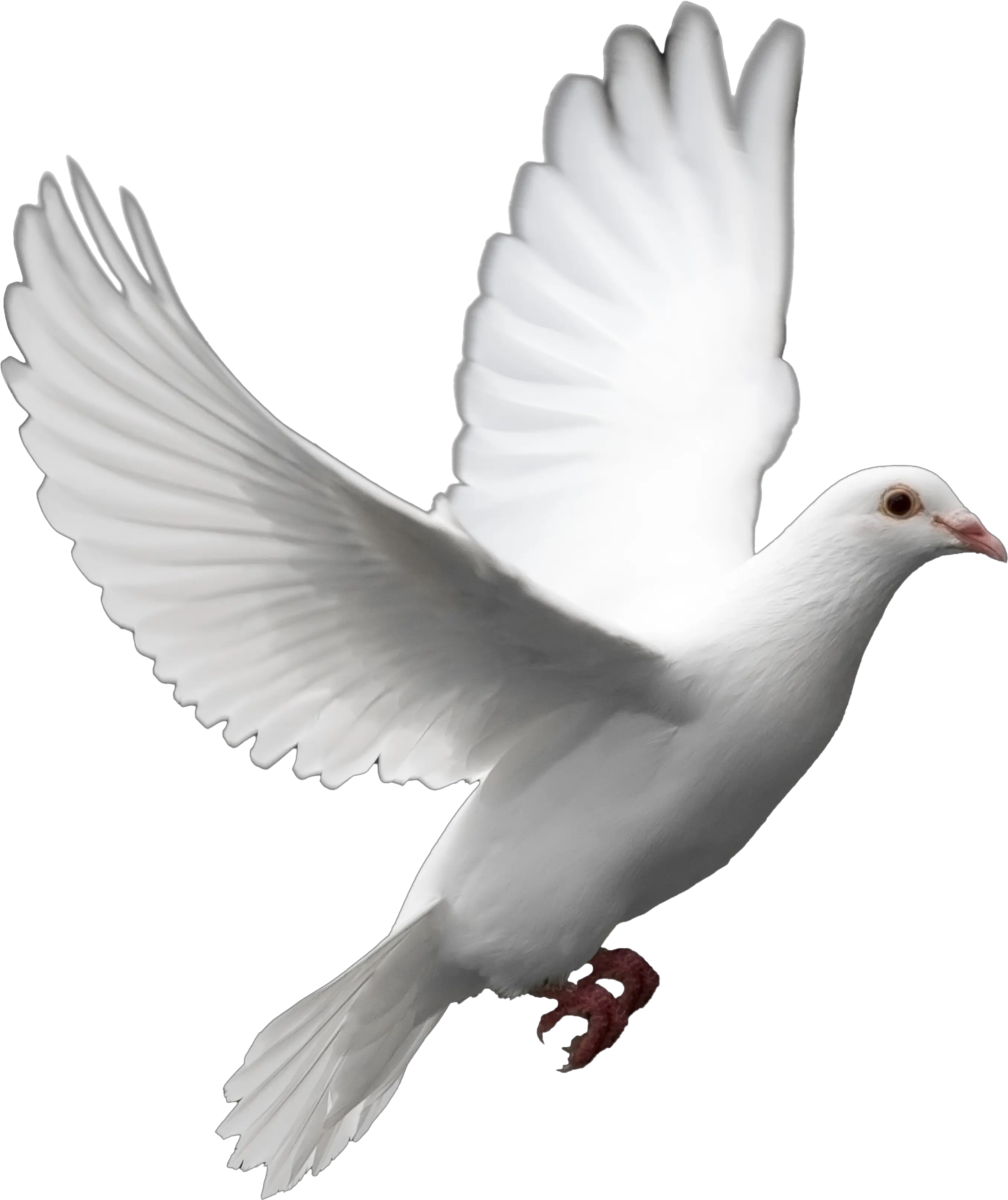 Cut Out Flying Bird Model Png Transparent Background White