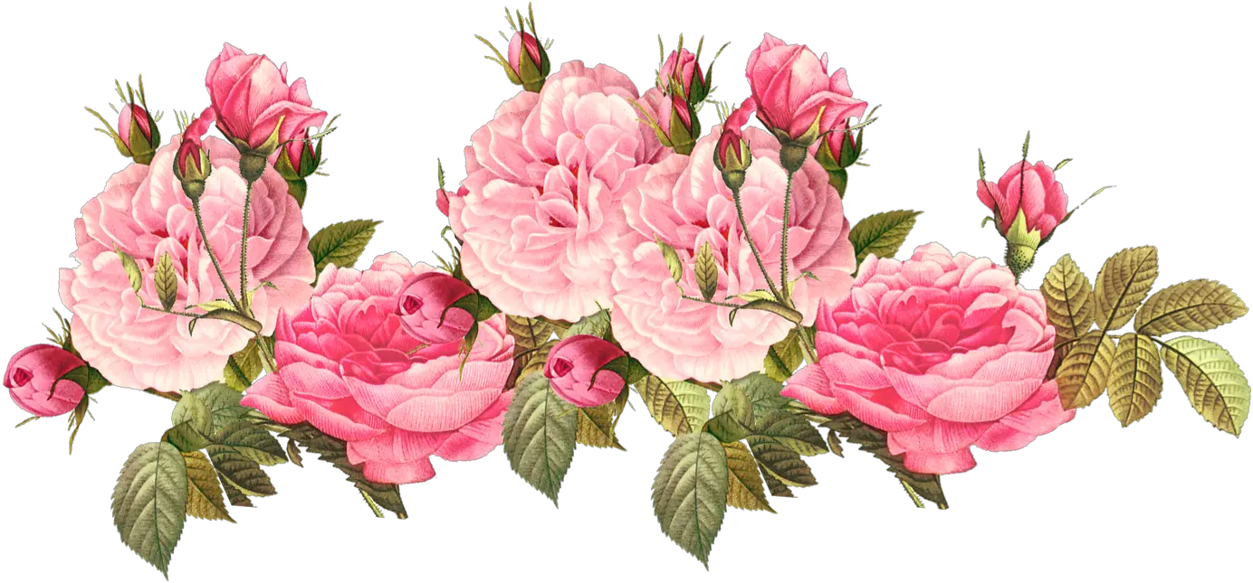 Romantic Pink Flower Border Png Photos Transparent Pink Flower Png