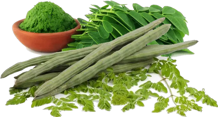 Drumstick Vegetable Png Moringa Oleifera