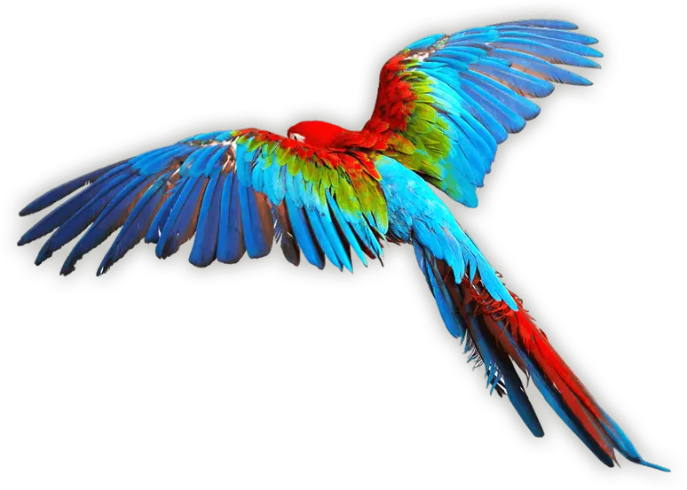 Bird Scarlet Macaw Clip Art Colorful Wings Flying Color Birds Png