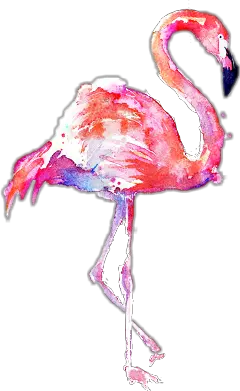 Transparent Background Flamingo Clipart