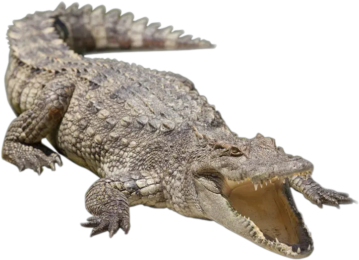 Nile Crocodile Alligator Siamese Crocodile Freshwater Siamese Crocodile Png Clipart