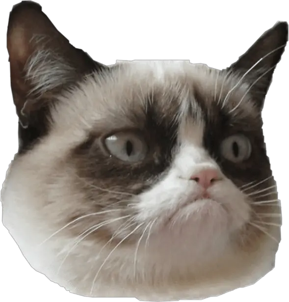 Grumpy Cat Is Grumpy