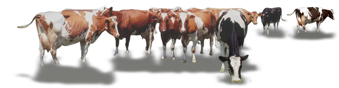 Calf Vector Cow Indian Cow Herd Png
