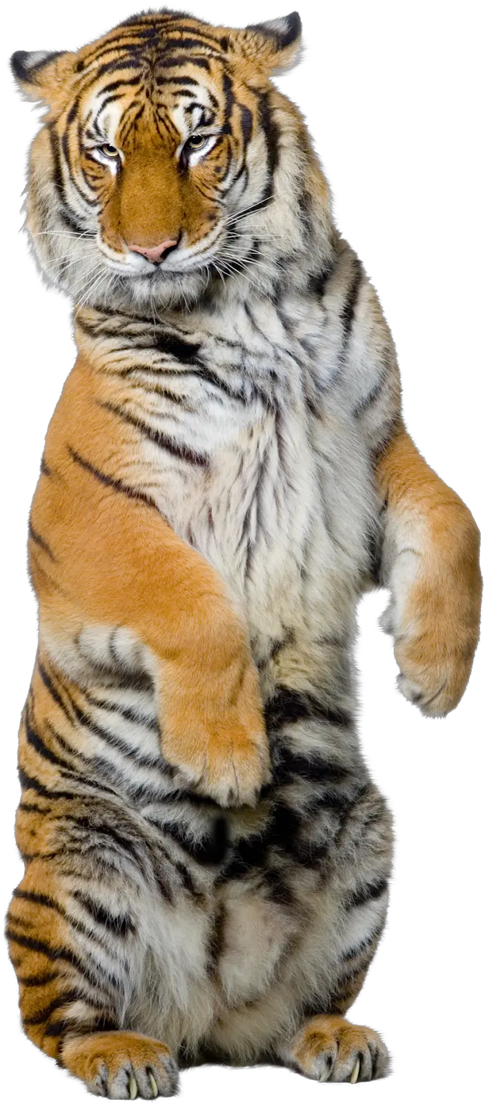 Tiger Standing Up Png