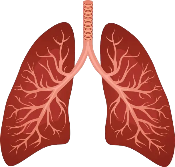 Lungs Png Imagen Del Pulmon Humano