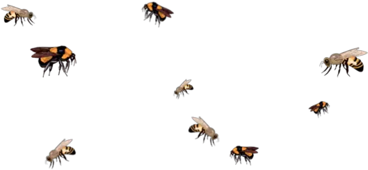 Bee Aesthetic Bee Drawing Png