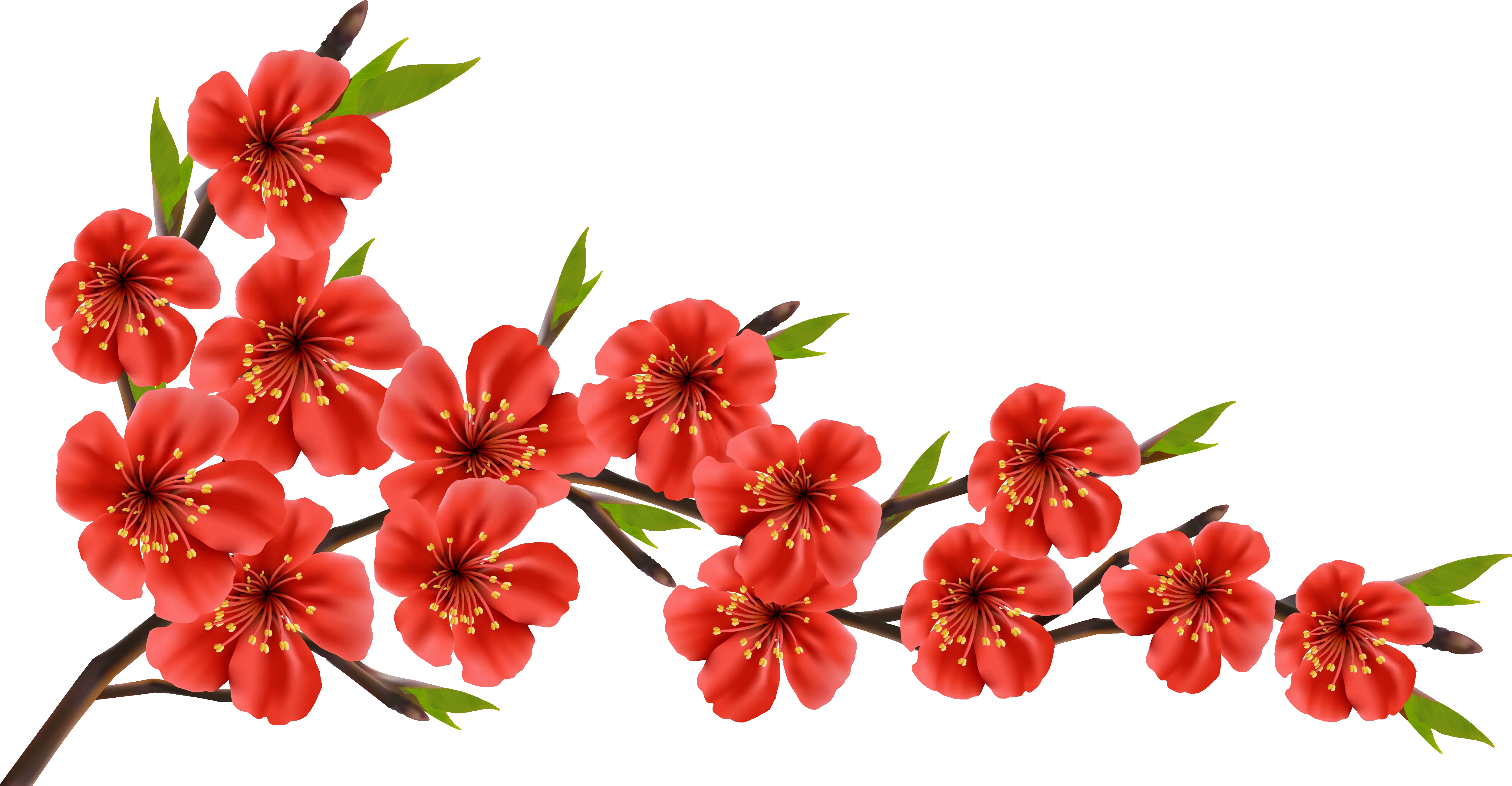 Red Flowers Png Cherry Blossom Red Png