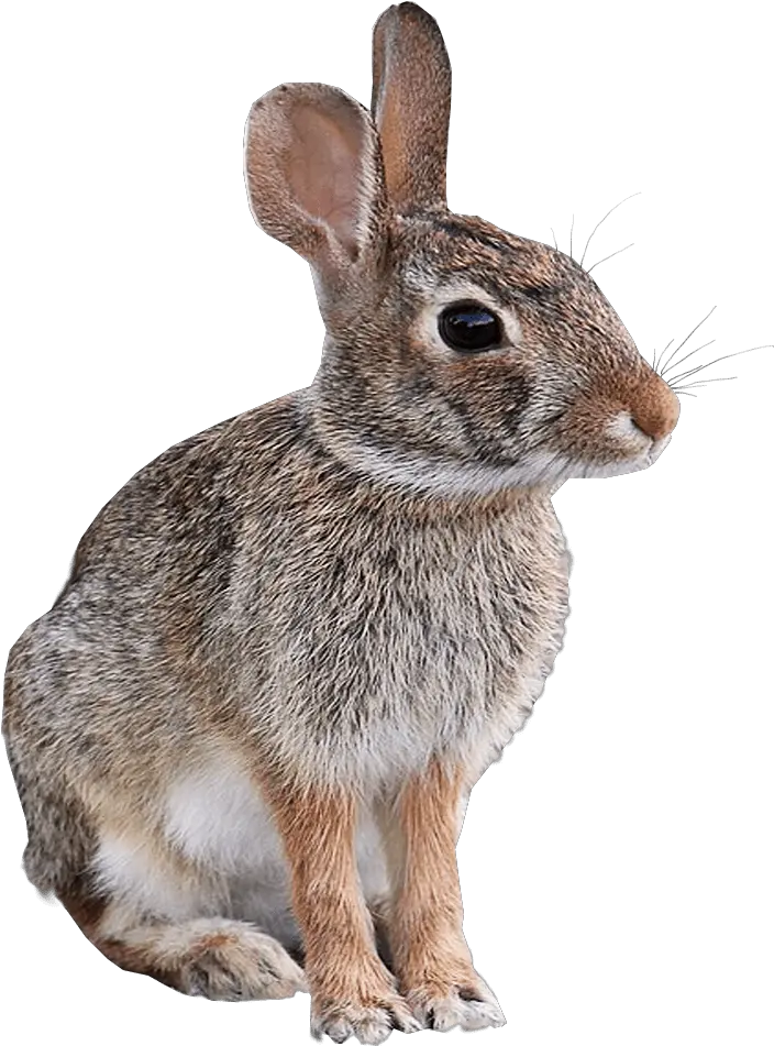 Wild Rabbit Animal Png Image Transparent Background Transparent Background Animal Png