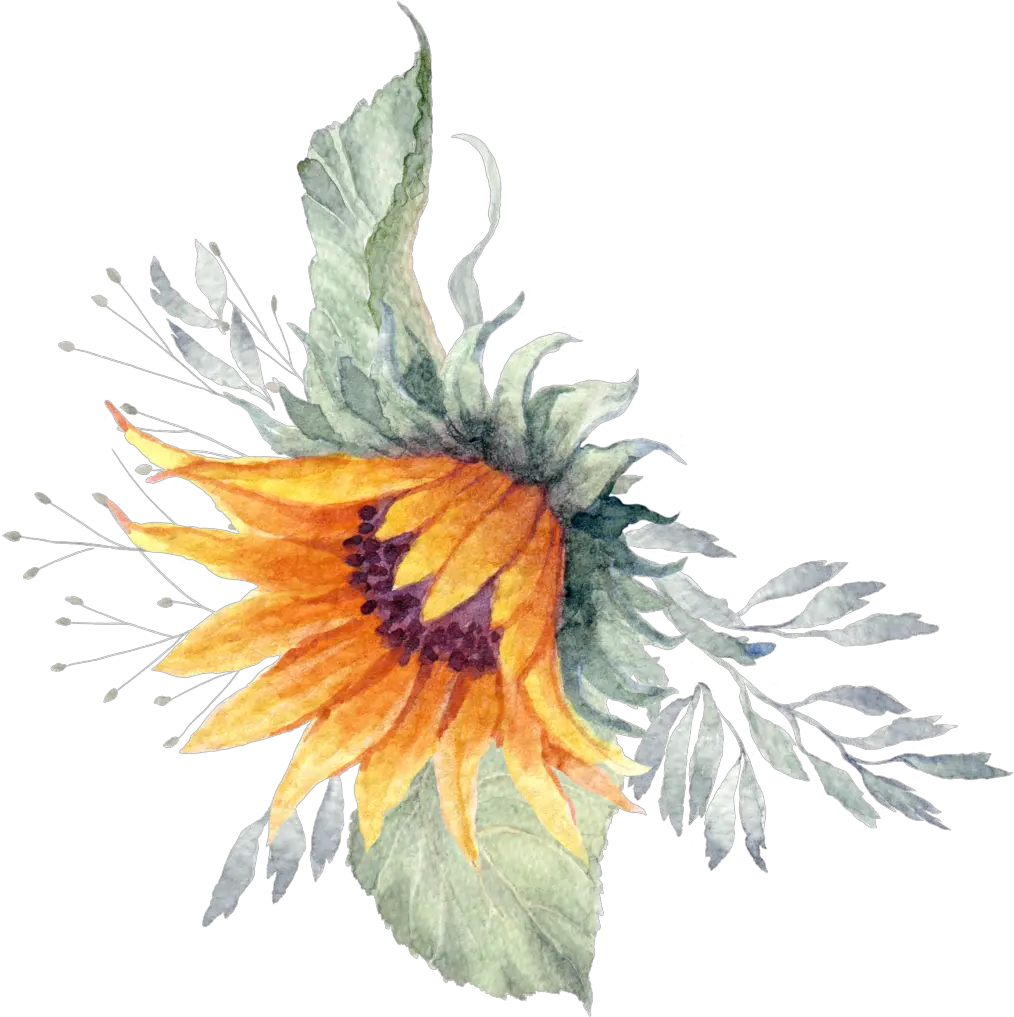 Sunflower Plant Watercolor Hand Painted Transparent