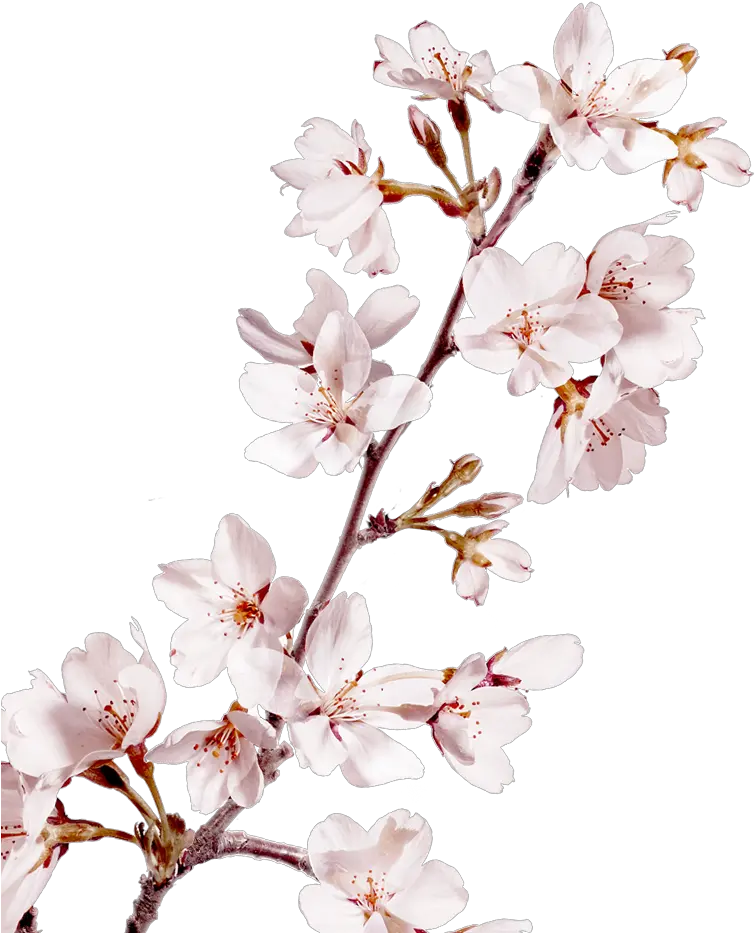 Sakura Pink Flowers Png Background Cherry Blossom