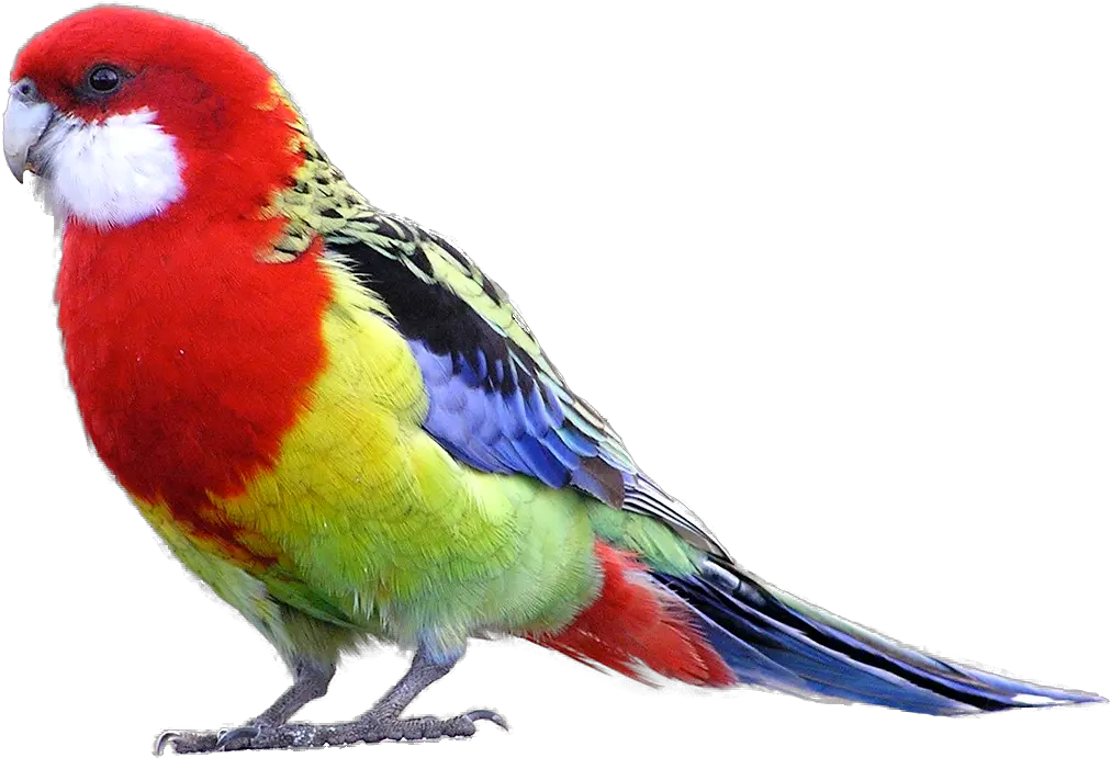 Eastern Rosella Parrot Parrot Png Transparent
