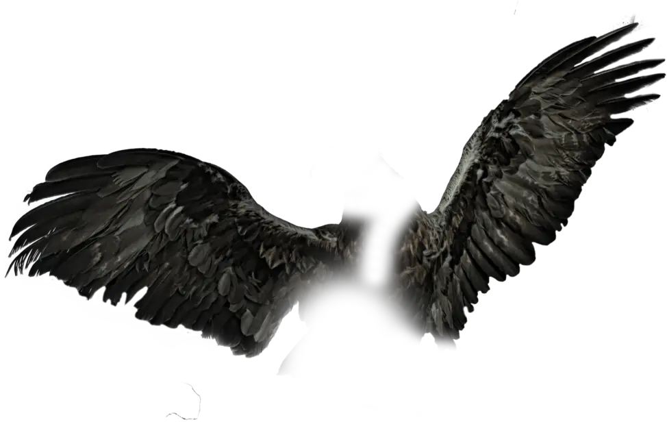 Dark Wings Png Black Wings Pngs Black Wings Png