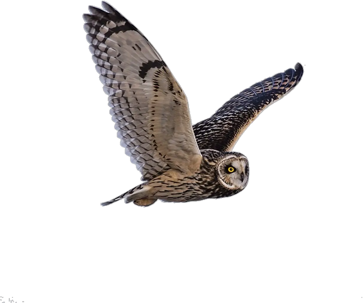 Owl Predator Flying Free Photo Proverbios 17 28