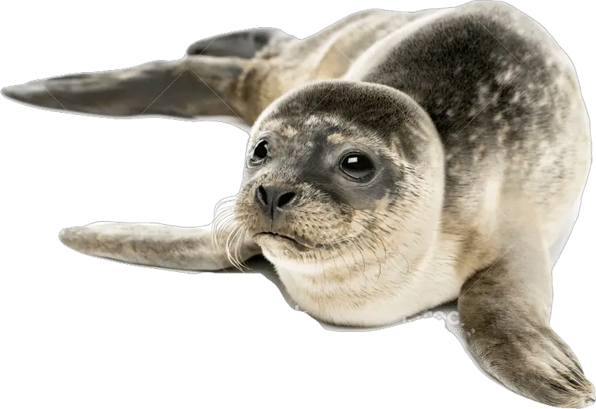 Harbor Seal Png Free Images Seal Meaning In Hindi