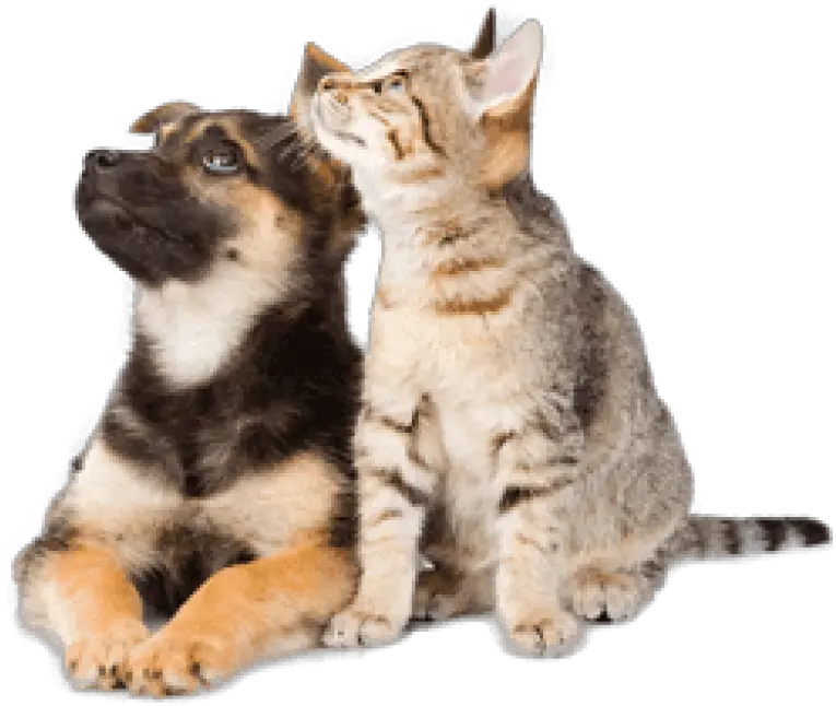 Dog And Cat Png