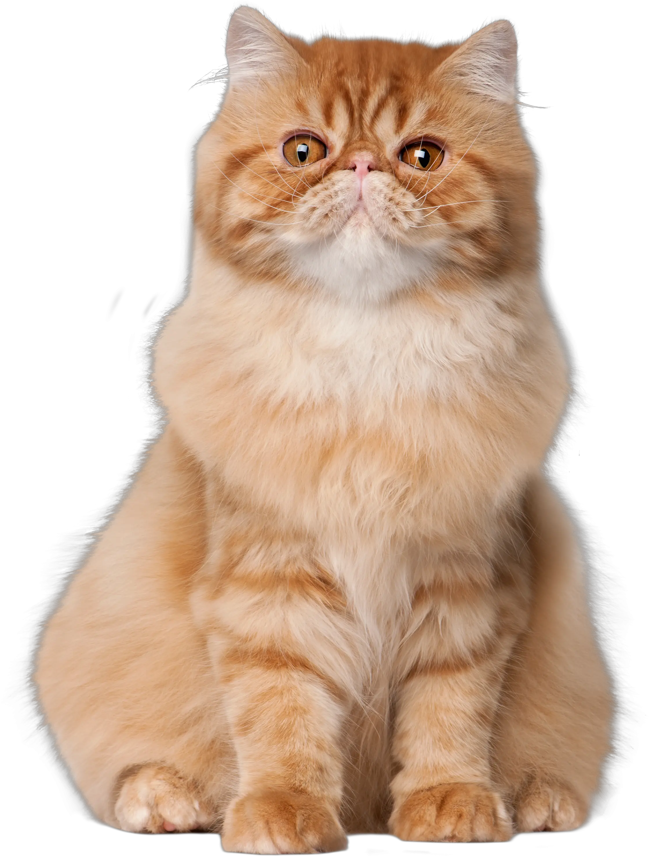 Sitting Cat Png Clip Art Cat Sitting Down Hd
