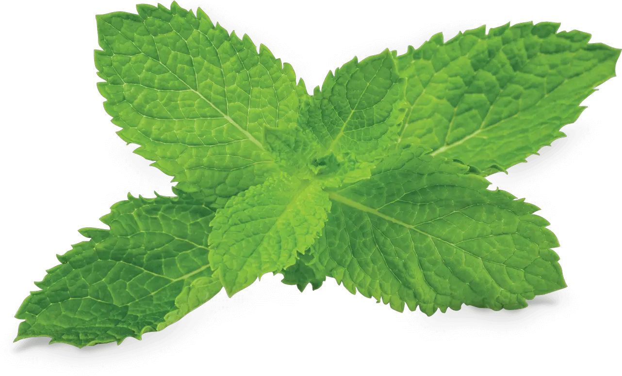 Peppermint Png Photo Transparent Background Mint Leaves Png