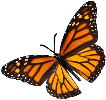 aesthetic tumblr butterfly vintage nature freetoedit Monarch Butterfly Flying